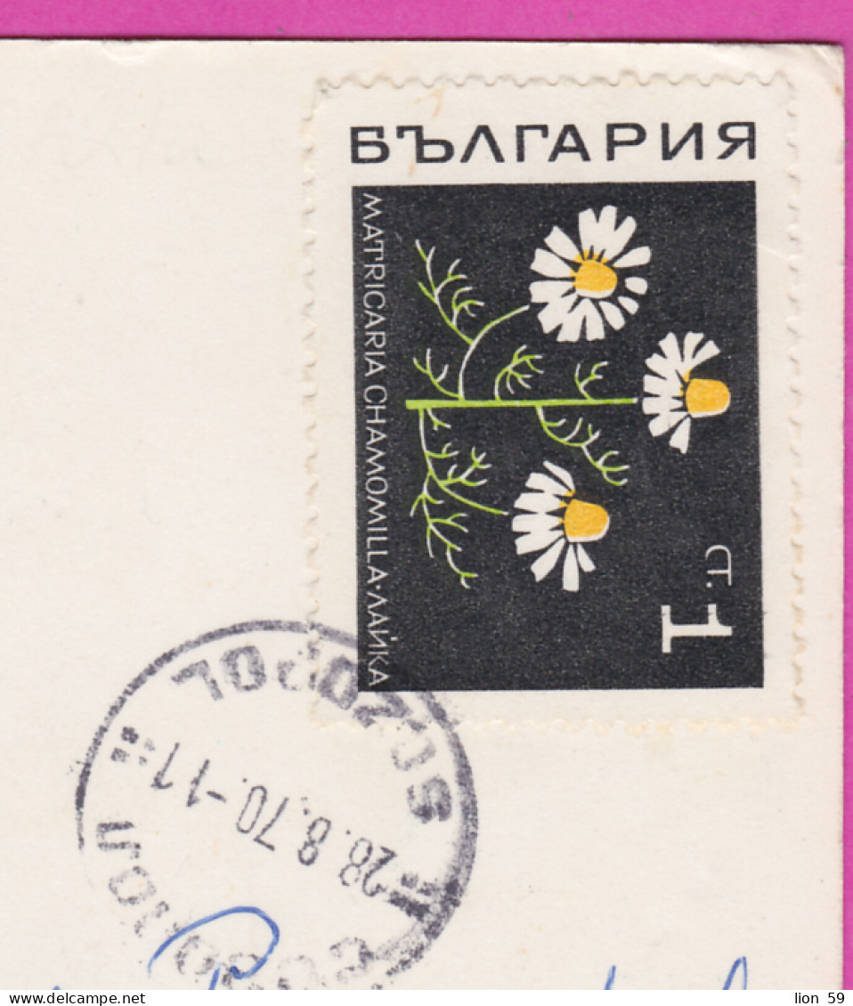 310953 / Bulgaria - Sozopol - 5 View  PC 1970 USED 1 St. Medicinal Plant - Matricaria Chamomilla (Matricaria Recutita) - Geneeskrachtige Planten