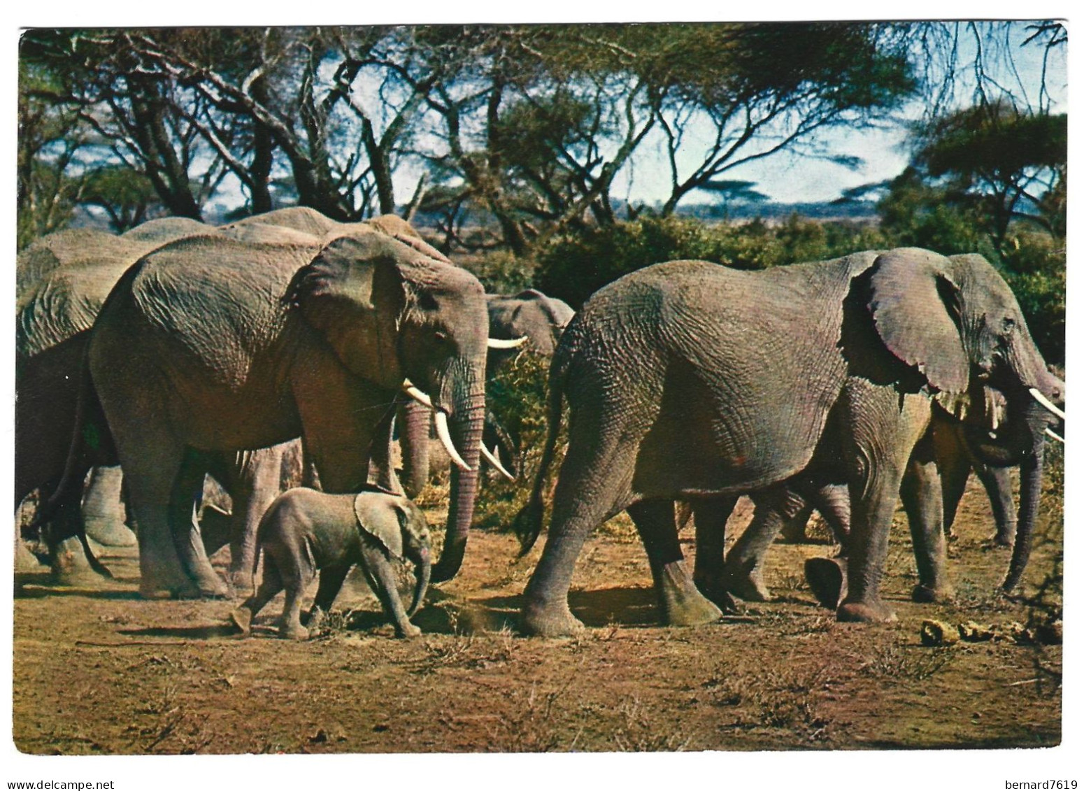 Kenya -  Herd Of Elephants - Kenya