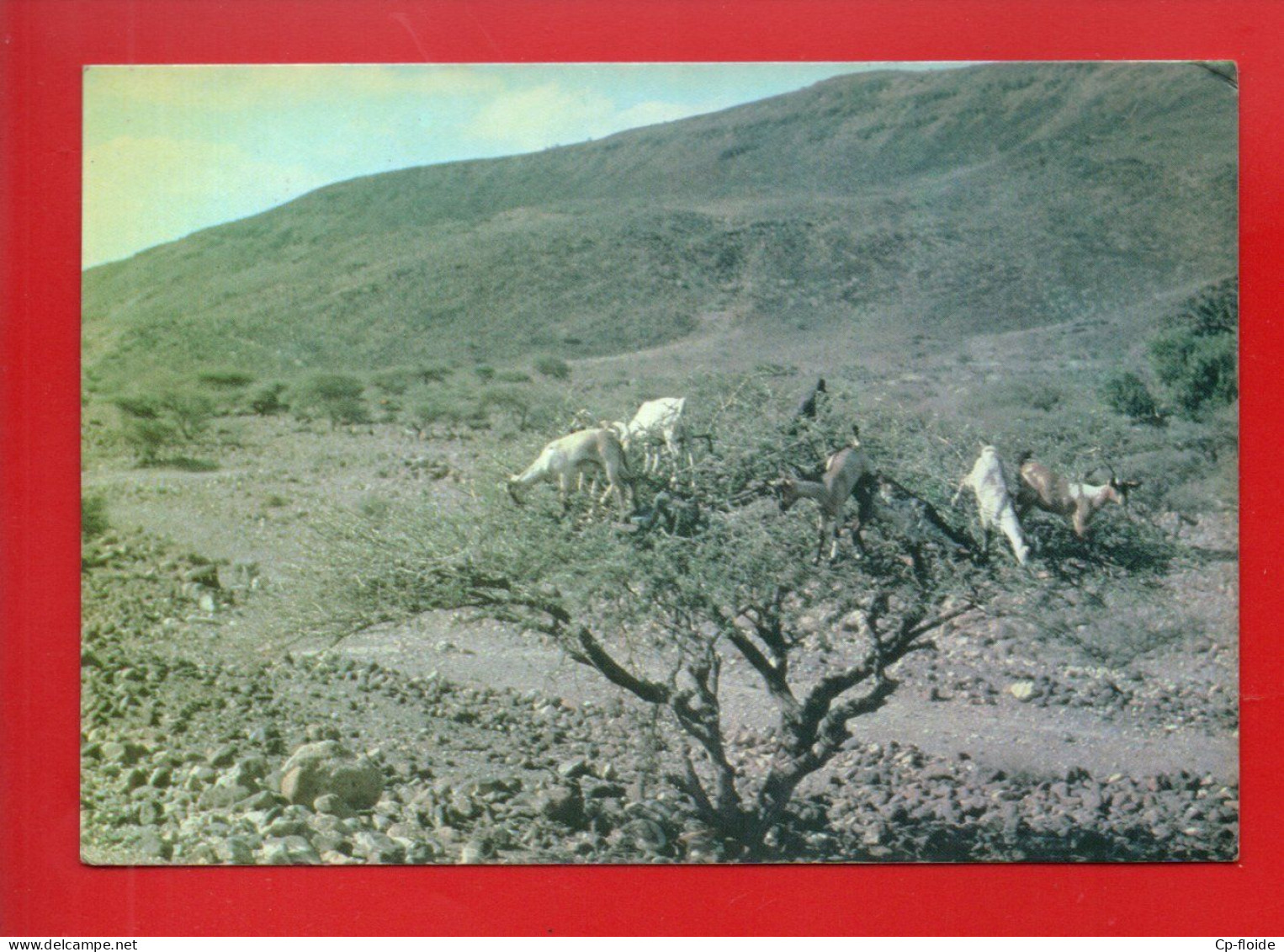 DJIBOUTI . " CHÈVRES SUR ÉPINEUX " - Réf. N°38848 - - Djibouti