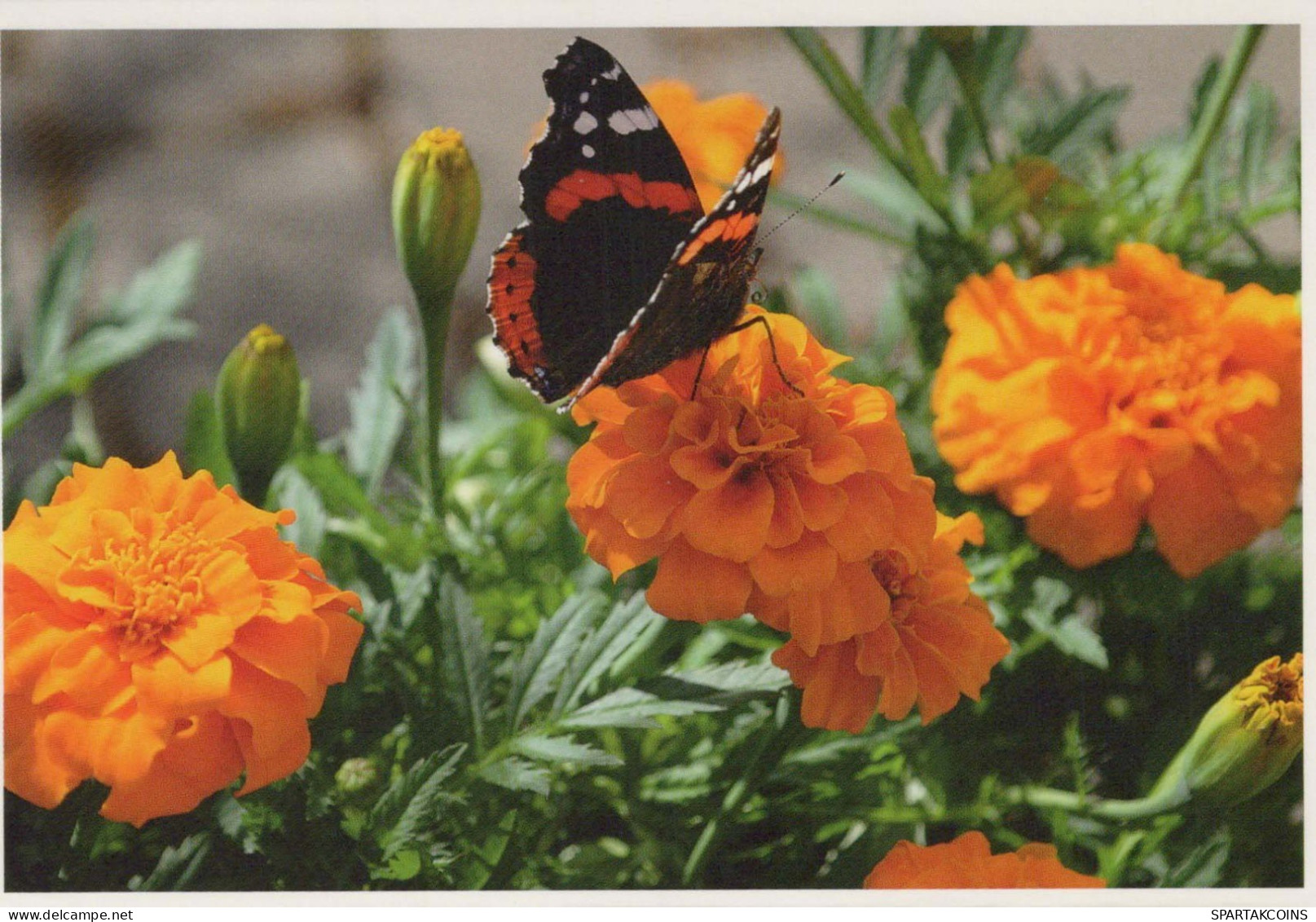 BUTTERFLIES Animals Vintage Postcard CPSM #PBS466.GB - Mariposas