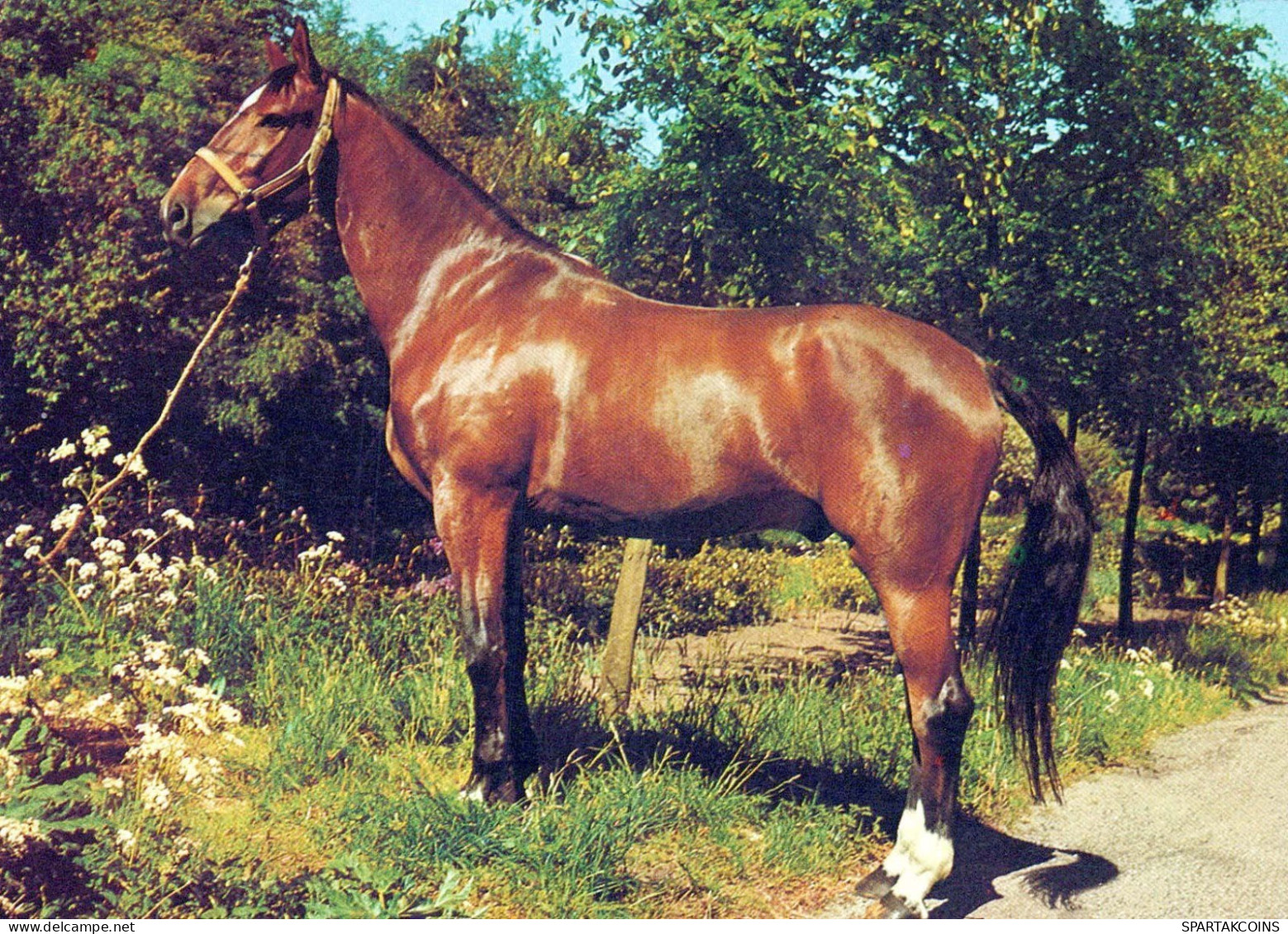 HORSE Animals Vintage Postcard CPSM #PBR953.GB - Horses
