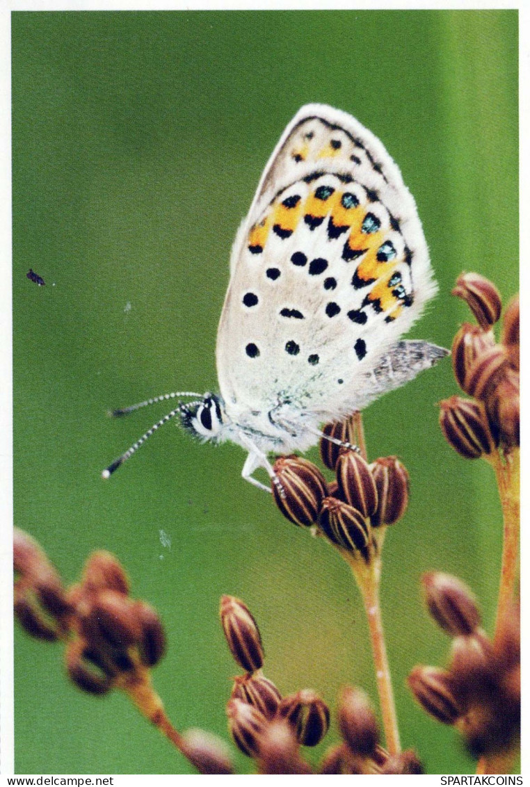 MARIPOSAS Animales Vintage Tarjeta Postal CPSM #PBS467.ES - Farfalle