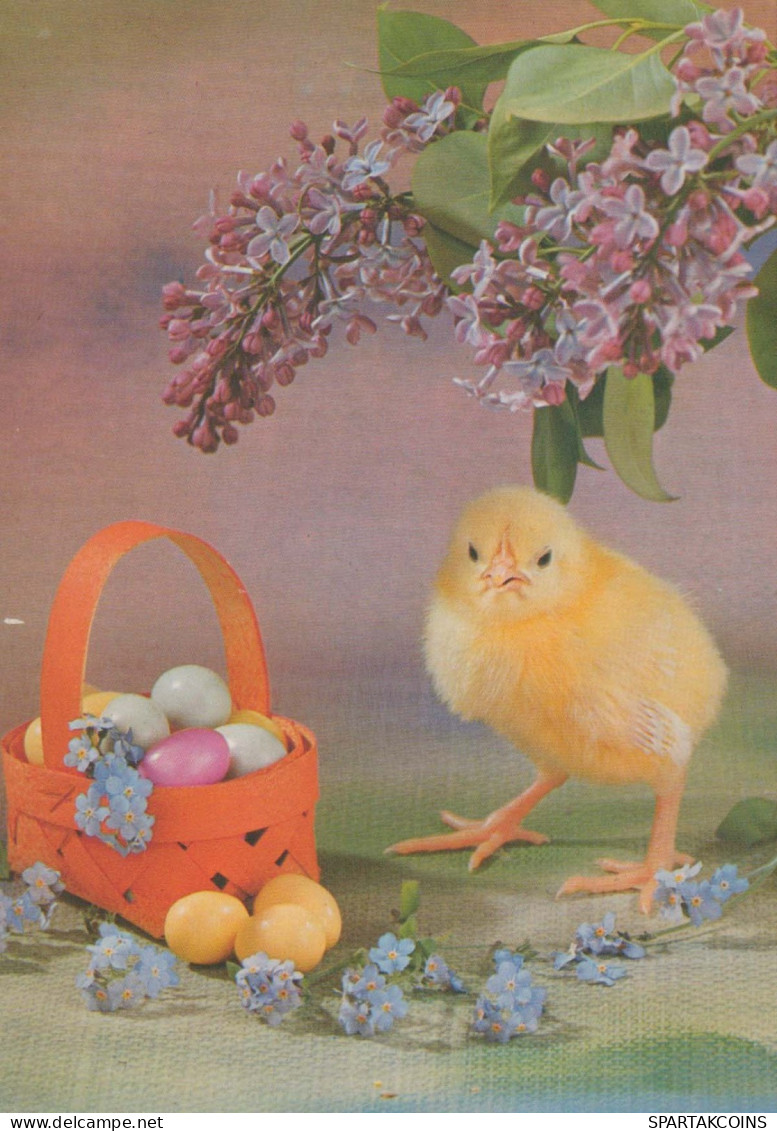 PASCUA POLLO HUEVO Vintage Tarjeta Postal CPSM #PBP106.ES - Ostern