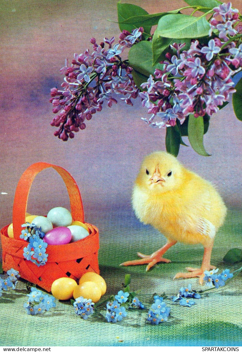 PASCUA POLLO HUEVO Vintage Tarjeta Postal CPSM #PBP106.ES - Ostern