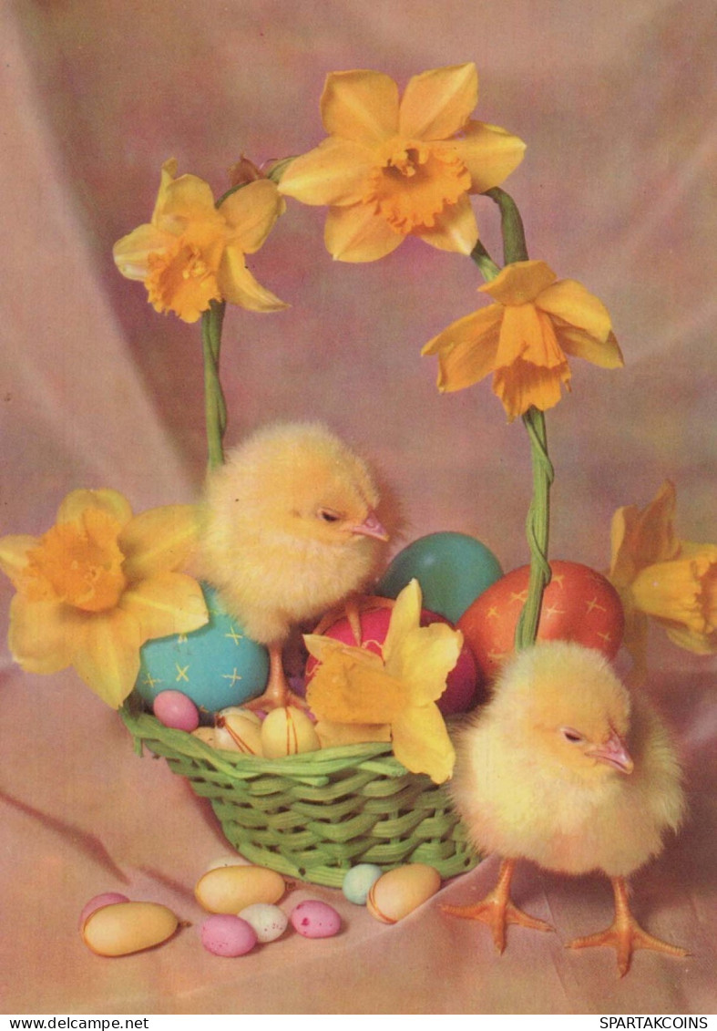 PASCUA POLLO HUEVO Vintage Tarjeta Postal CPSM #PBO666.ES - Ostern