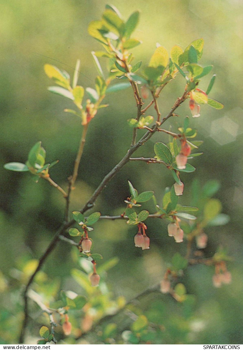 FLEURS Vintage Carte Postale CPSM #PAS513.FR - Fleurs