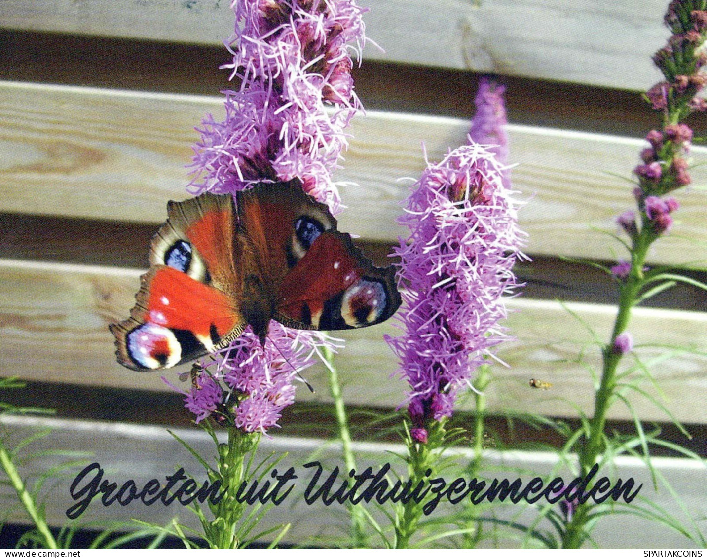 SCHMETTERLINGE Tier Vintage Ansichtskarte Postkarte CPSM #PBS469.DE - Butterflies