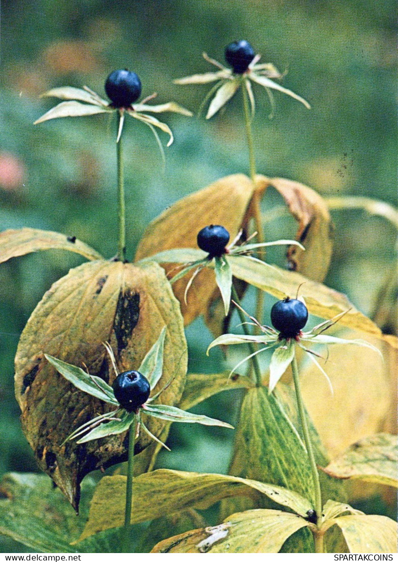 FLOWERS Vintage Ansichtskarte Postkarte CPSM #PAS454.DE - Blumen