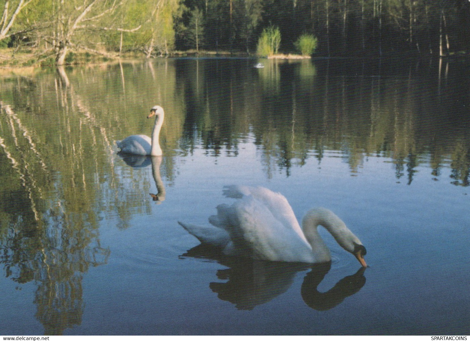 VOGEL Tier Vintage Ansichtskarte Postkarte CPSM #PAM742.DE - Oiseaux