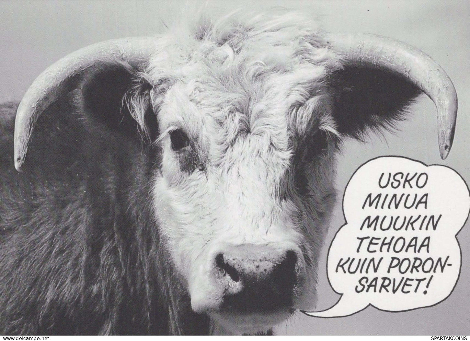 MUCCA Animale Vintage Cartolina CPSM #PBR807.IT - Vacas