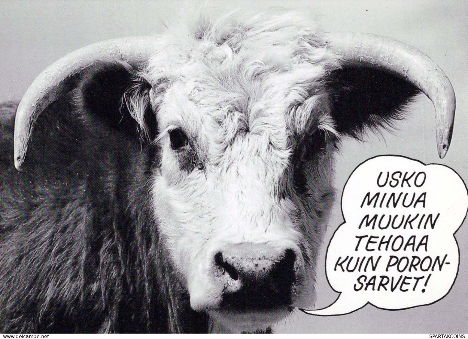 MUCCA Animale Vintage Cartolina CPSM #PBR807.IT - Cows