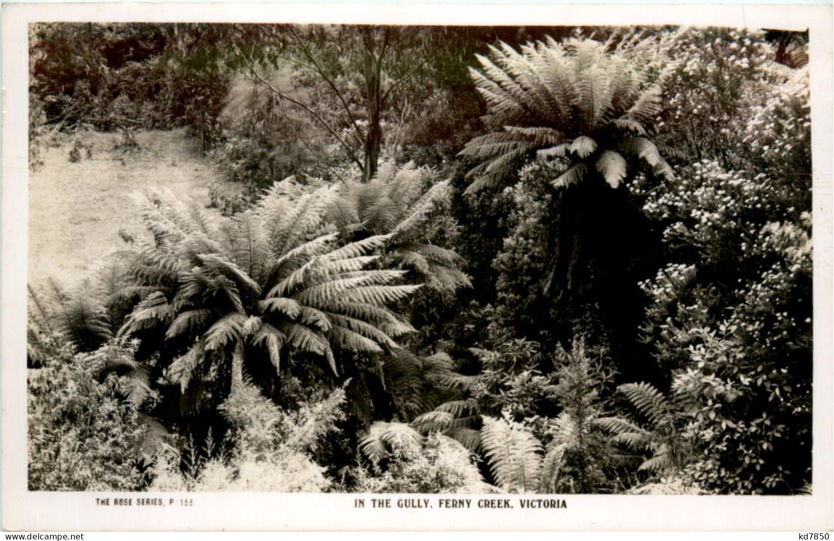 Ferny Creek - Australia - Other & Unclassified