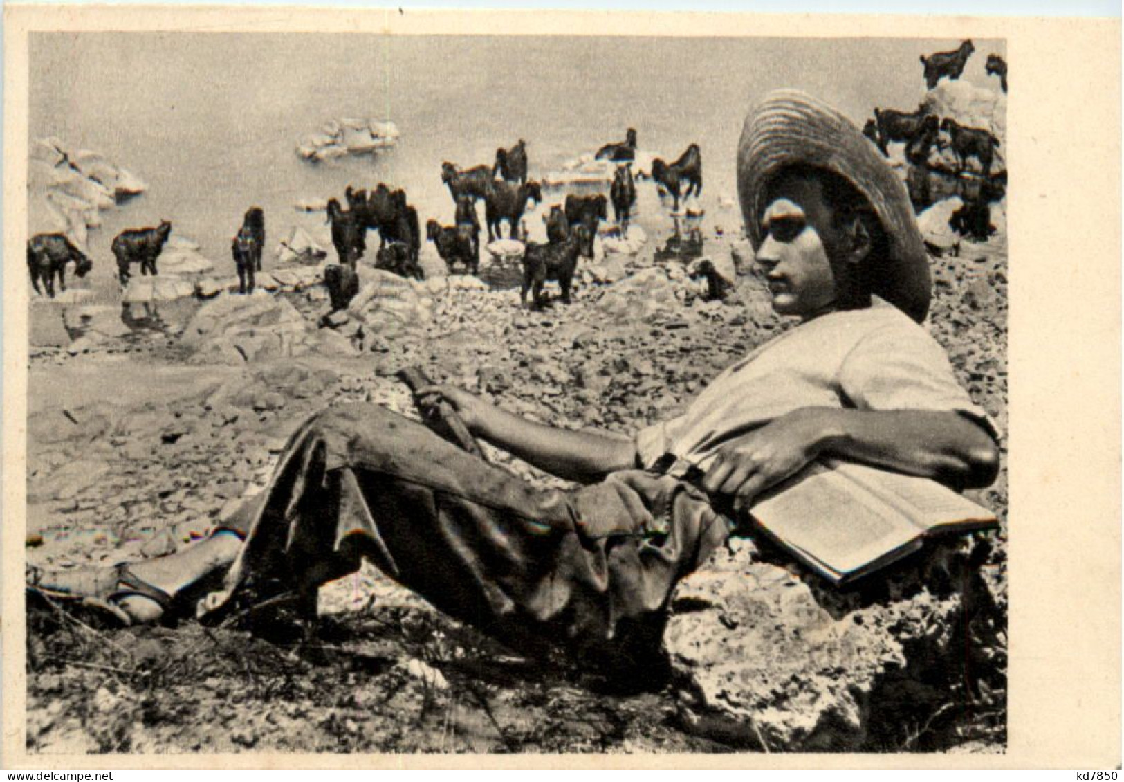 Israel - Jewish Shepherd In Galilee - Israel