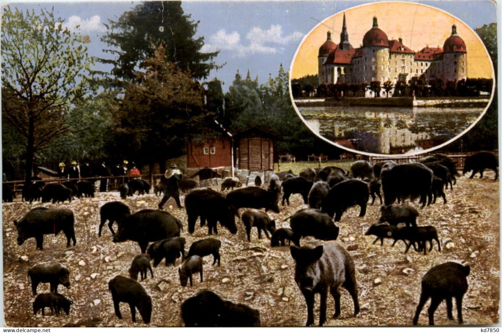 Moritzburg - Fütterung Der Wildschweine - Moritzburg