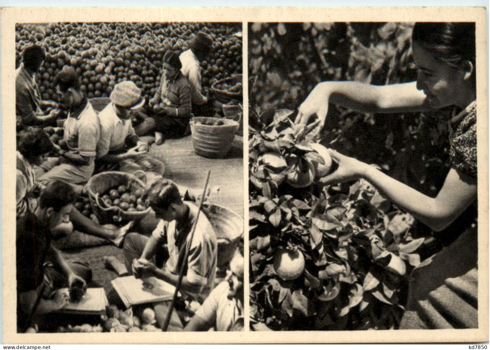 Israel - Orange Picking At Mikveh Israel - Israel