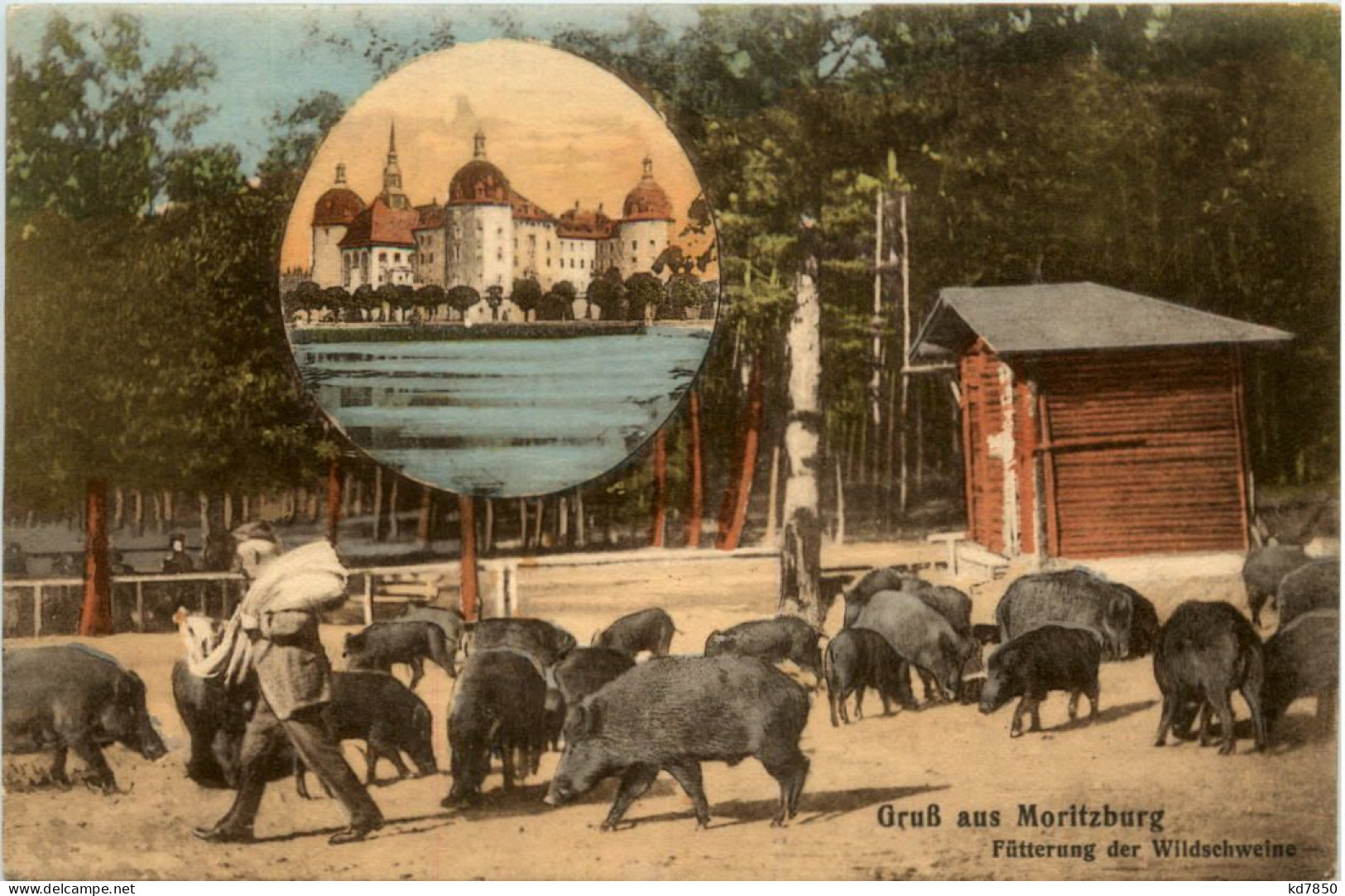 Gruss Aus Moritzburg, Fütterung Der Wildschweine - Moritzburg