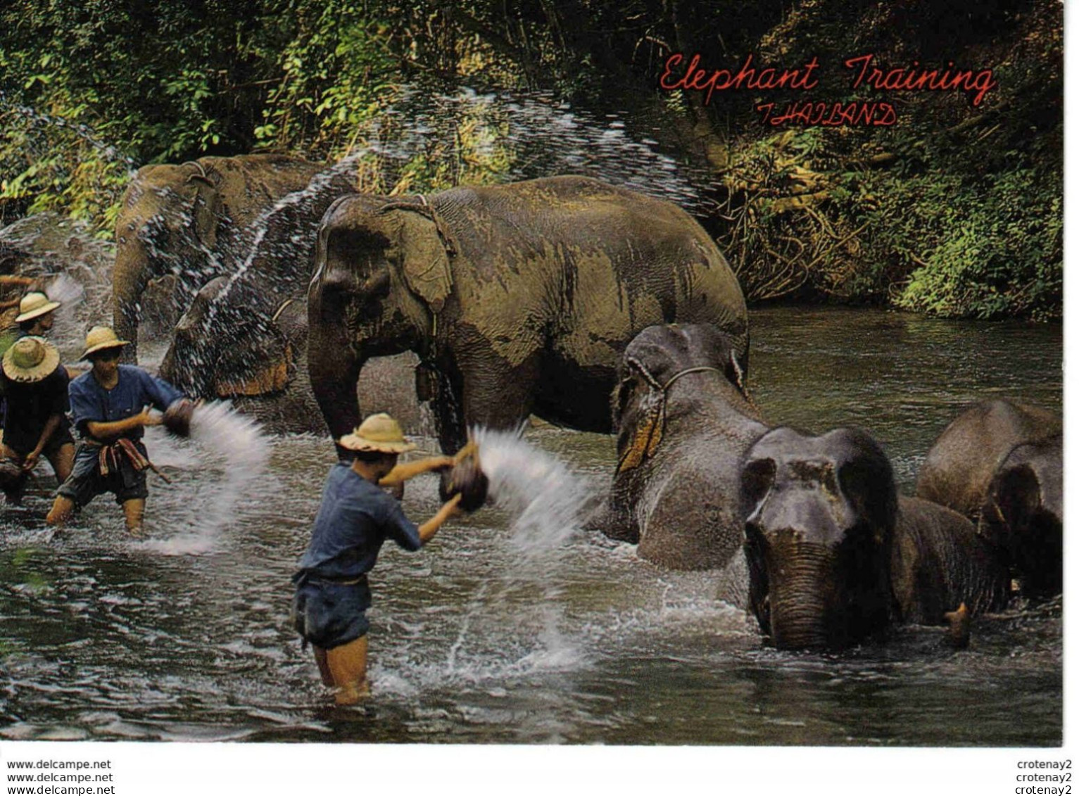 North Thailand Thailande Elephants Enjoy Their Morning Bath Eléphants Au Bain Du Matin VOIR DOS - Éléphants