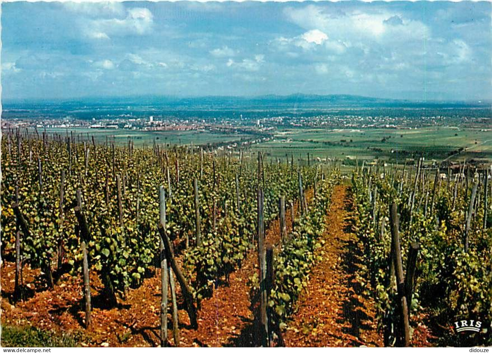 Vignes - Entre Vosges Et Foret Noire - A L'arrière Plan Colmar - CPM - Voir Scans Recto-Verso - Vines