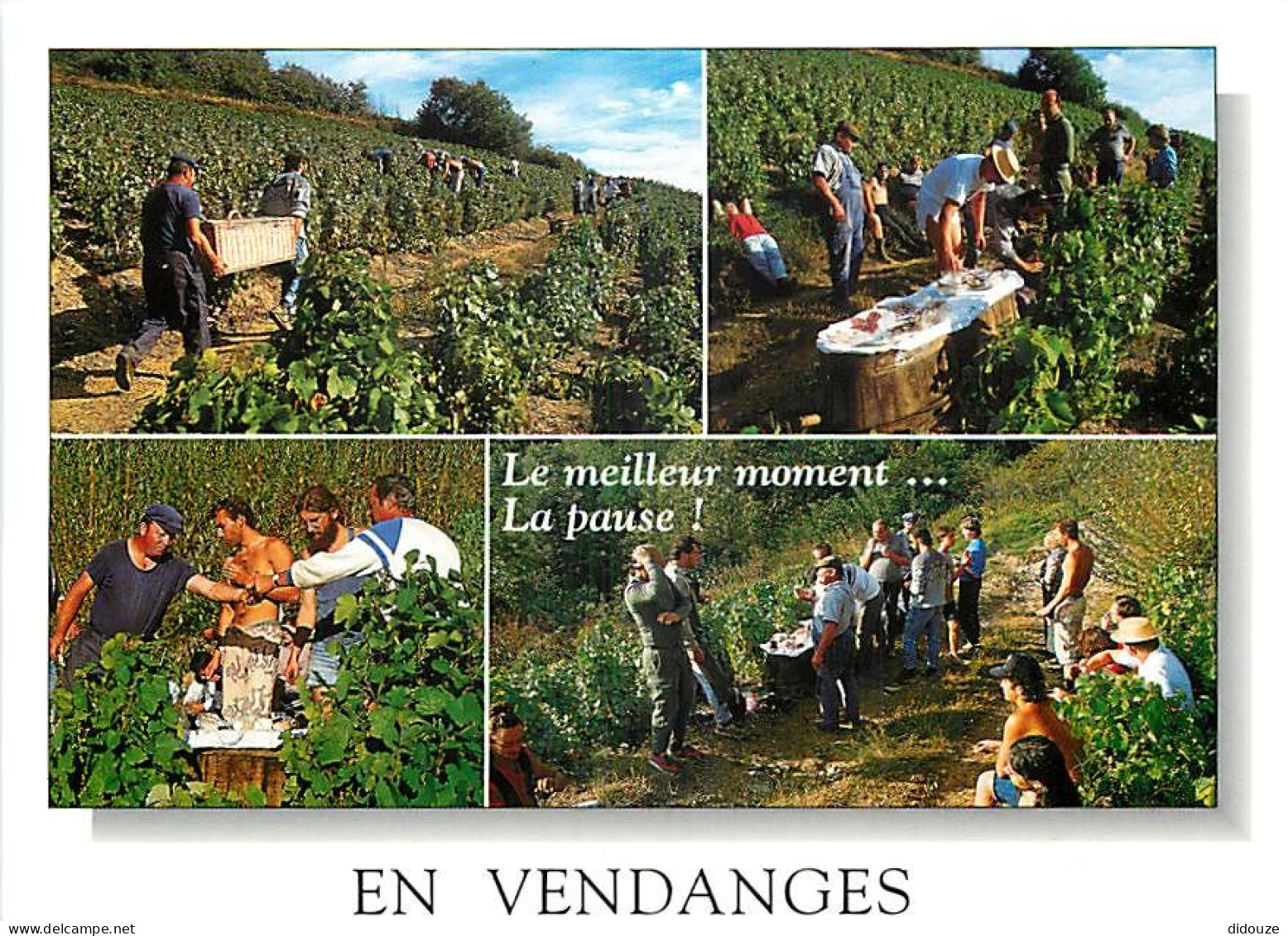 Vignes - Vendanges - Multivues - CPM - Carte Neuve - Voir Scans Recto-Verso - Vines