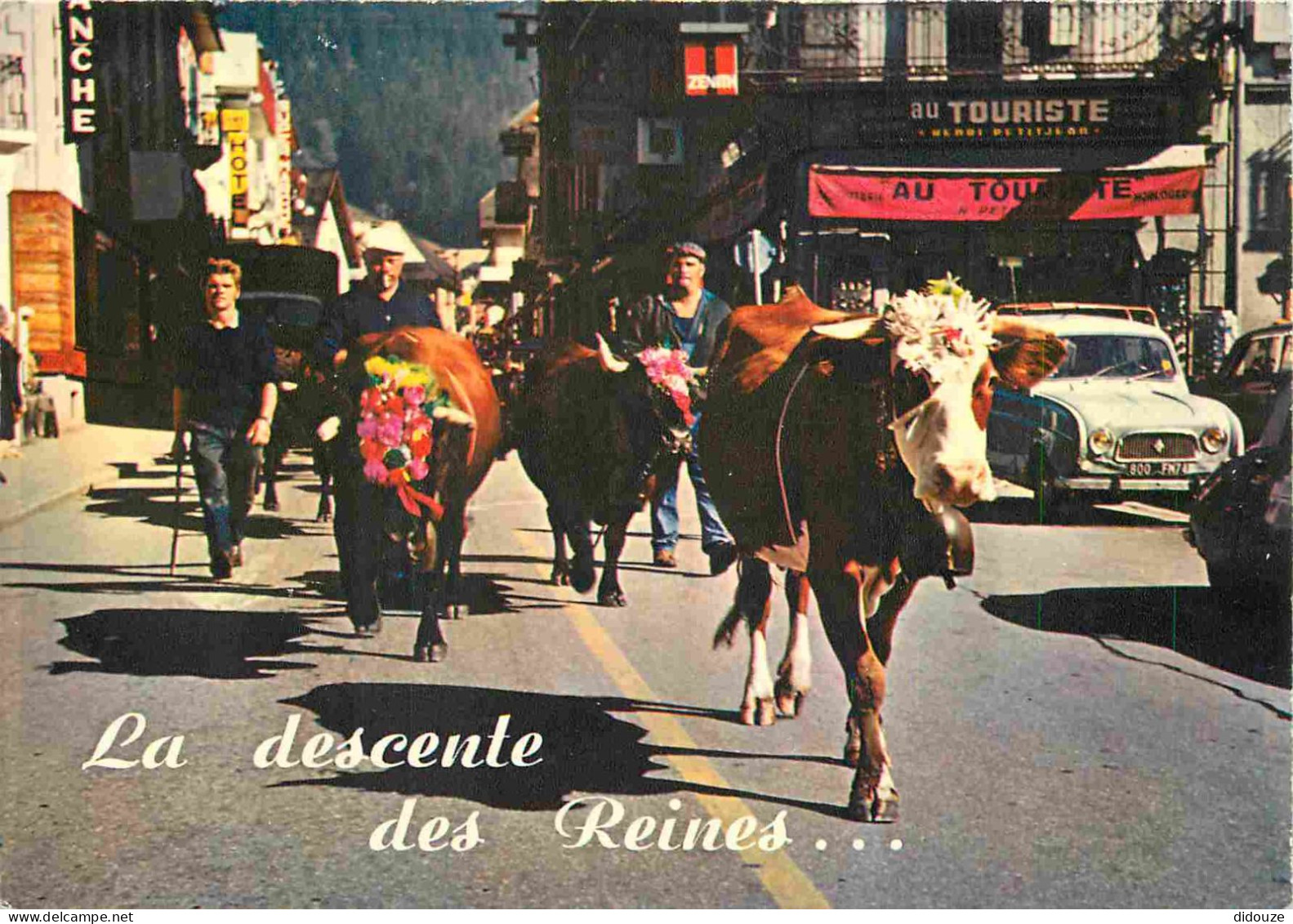 Animaux - Vaches - La Descente Des Reines à L'automne - Automobiles - Bar Tabac - CPM - Voir Scans Recto-Verso - Vacas