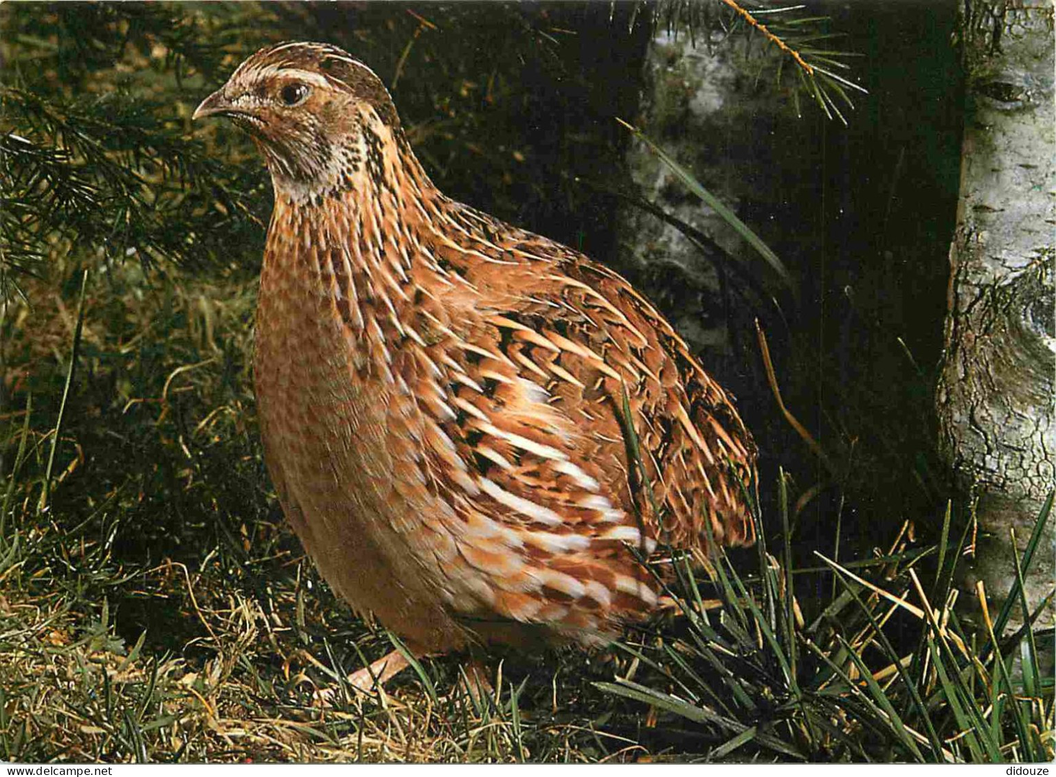 Animaux - Oiseaux - Caille - Quail - Wachtel - Coturnix Coturnix L - CPM - Carte Neuve - Voir Scans Recto-Verso - Oiseaux