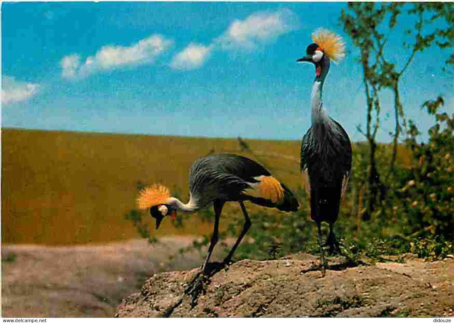 Animaux - Oiseaux - Keekork Lodge - Crested Crane At Masai Mara Game Reserve - CPM - Voir Scans Recto-Verso - Uccelli