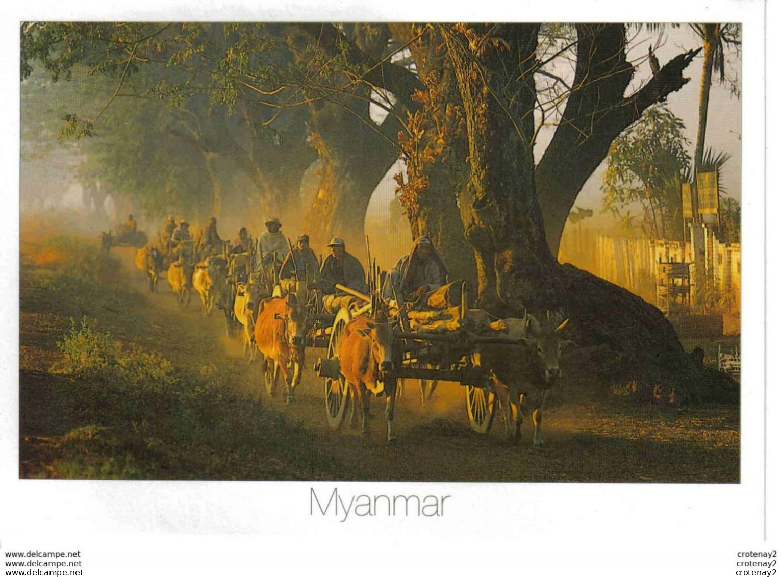 Thailand Thailande Myanmar Caravan Carrying Logs Photo Jatuporn Rutnin Attelages Boeufs Ou Vaches - Equipos