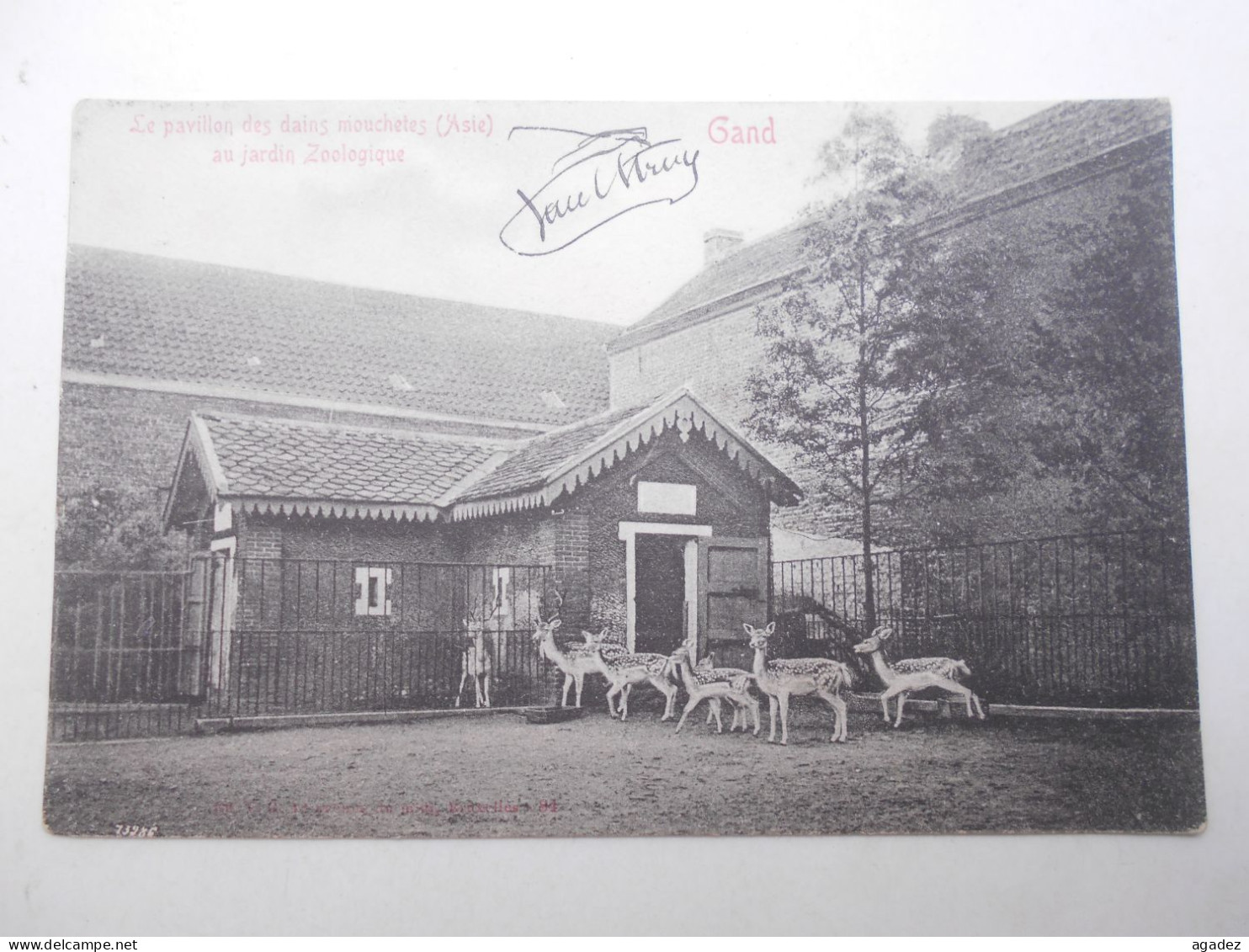 Cpa Gent Gant Le Pavillon Des Daims Mouchetés  Au Jardin Zoologique (zoo ) 1905 - Gent