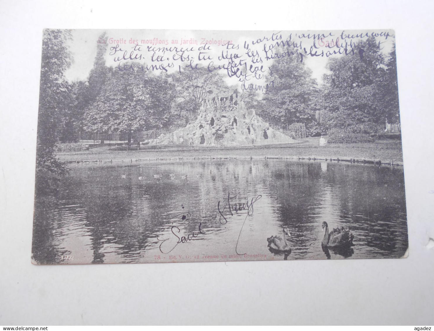 Cpa Gent Gant Grotte Des Mouflons   Au Jardin Zoologique (zoo ) 1905 - Gent