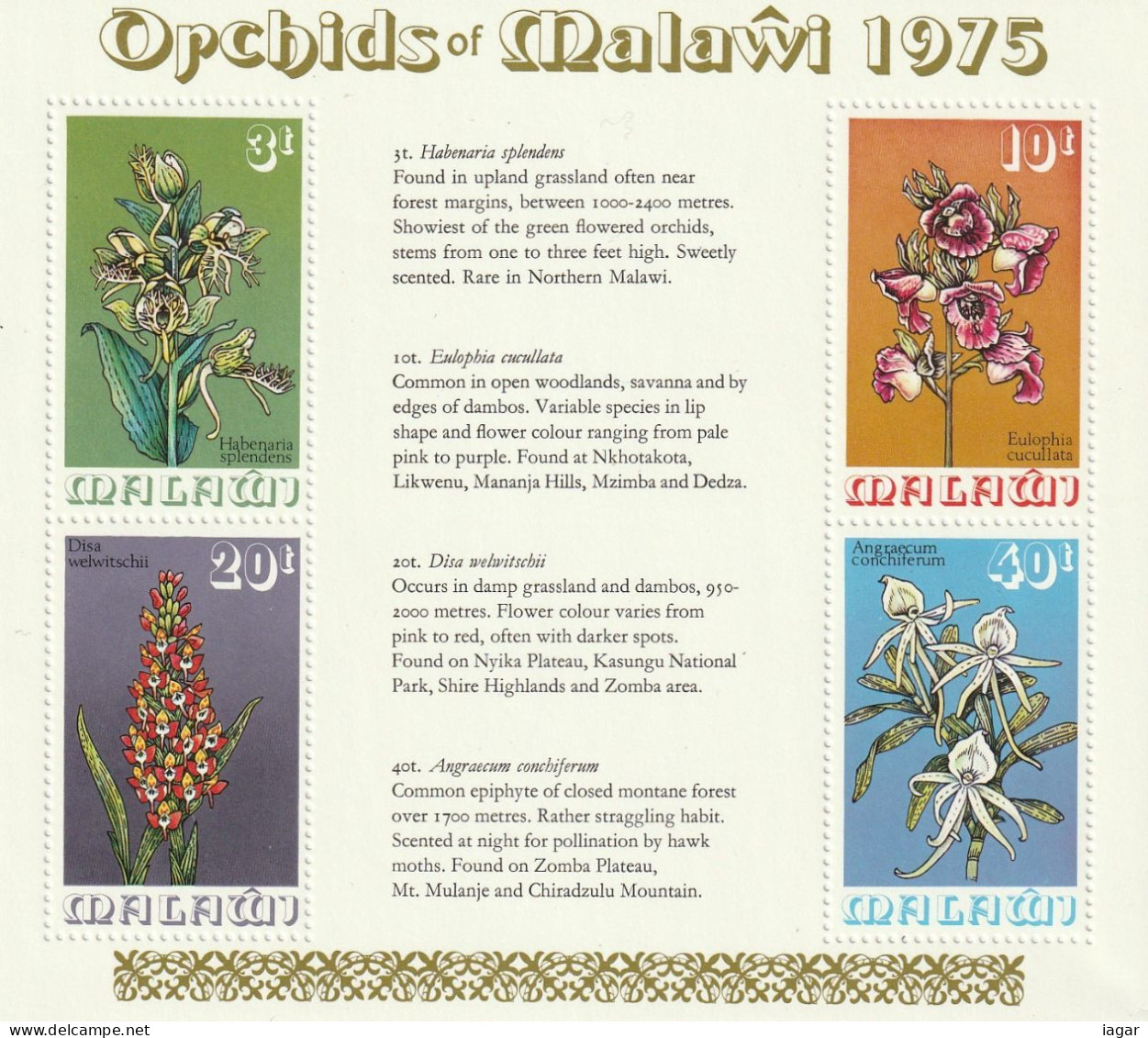 THEMATIC FLORA:  FLOWERS. MALAWI ORCHIDS    MS   -  MALAWI - Orchidées