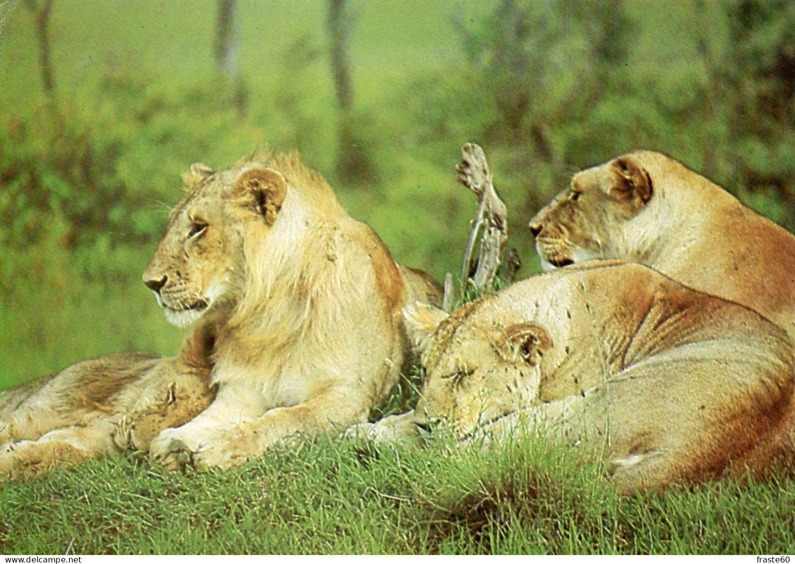 Lions Du Kenya - Leones