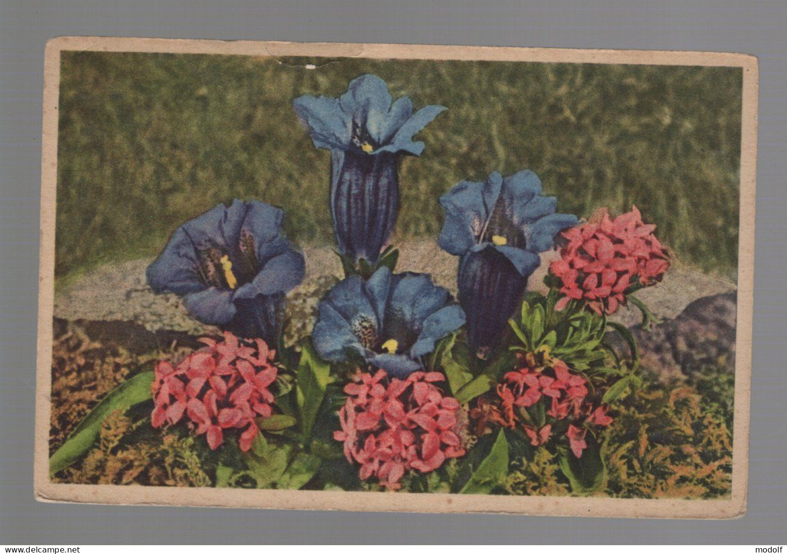 CPA - Fleurs - Gentiana Acaulis (Gentiane à Tige Courte) - Circulée En 1971 - Flores