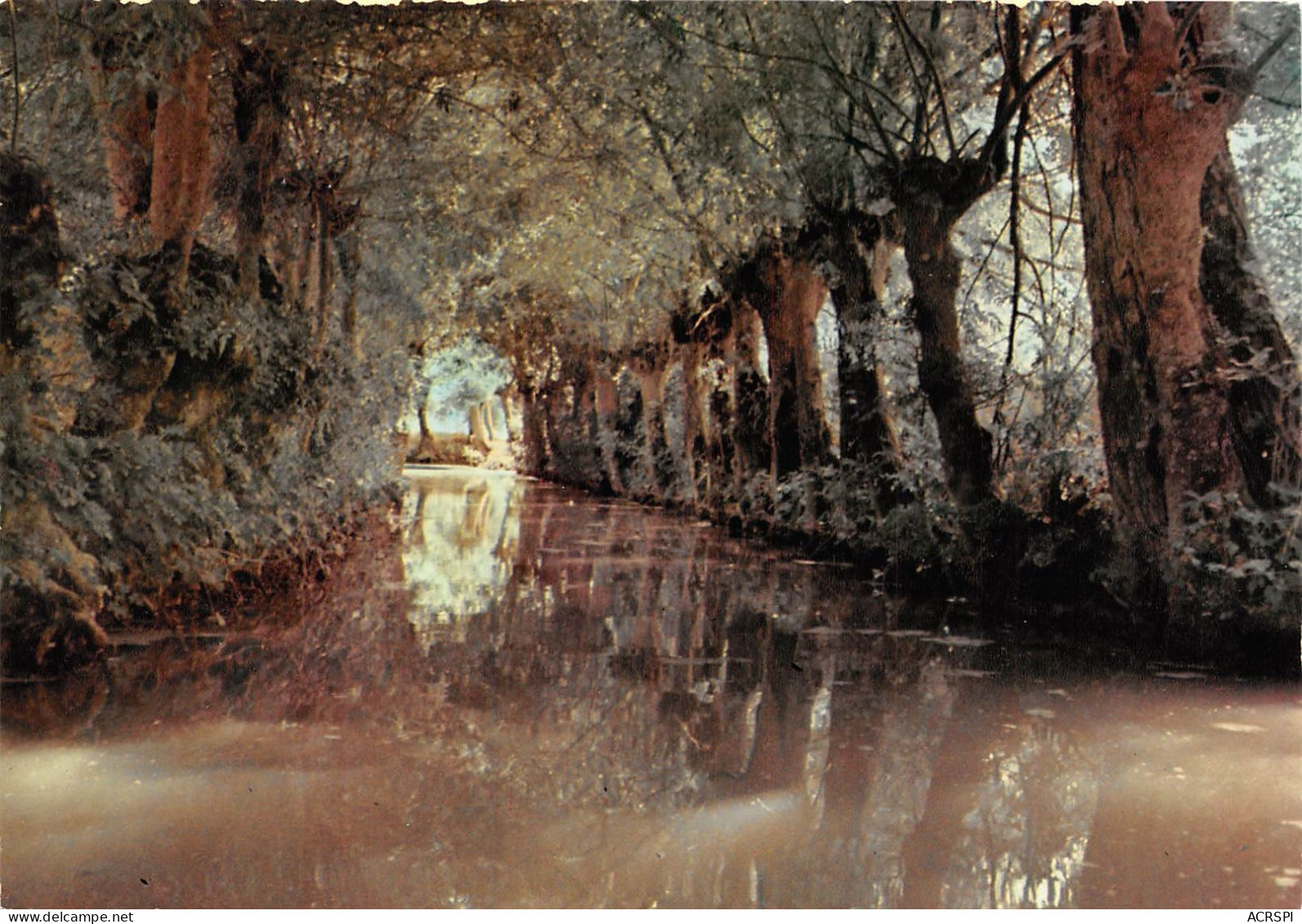 MAILLEZAIS Promenades En Barques Au Pied De L Abbaye Saint Pierre Fosse De La Vergnee 34(scan Recto-verso) MA806 - Maillezais