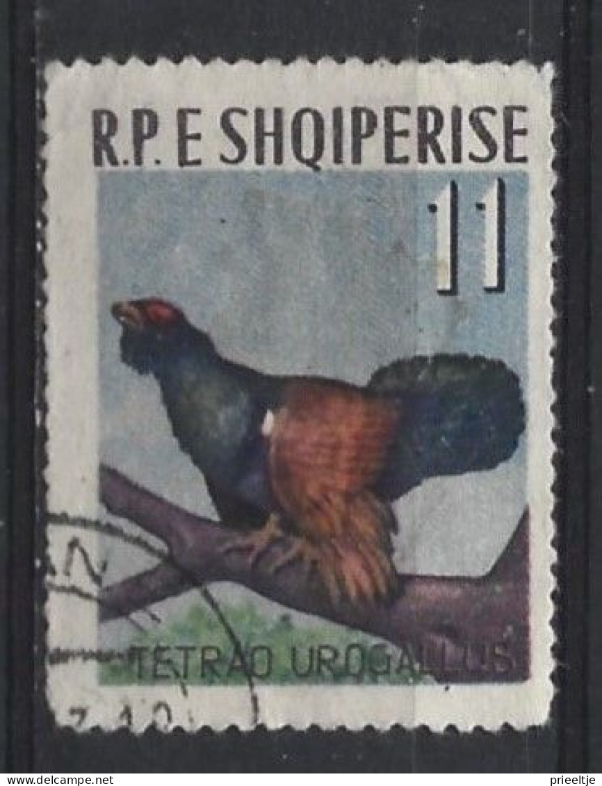 Albania 1963 Bird Y.T. 623  (0) - Albania