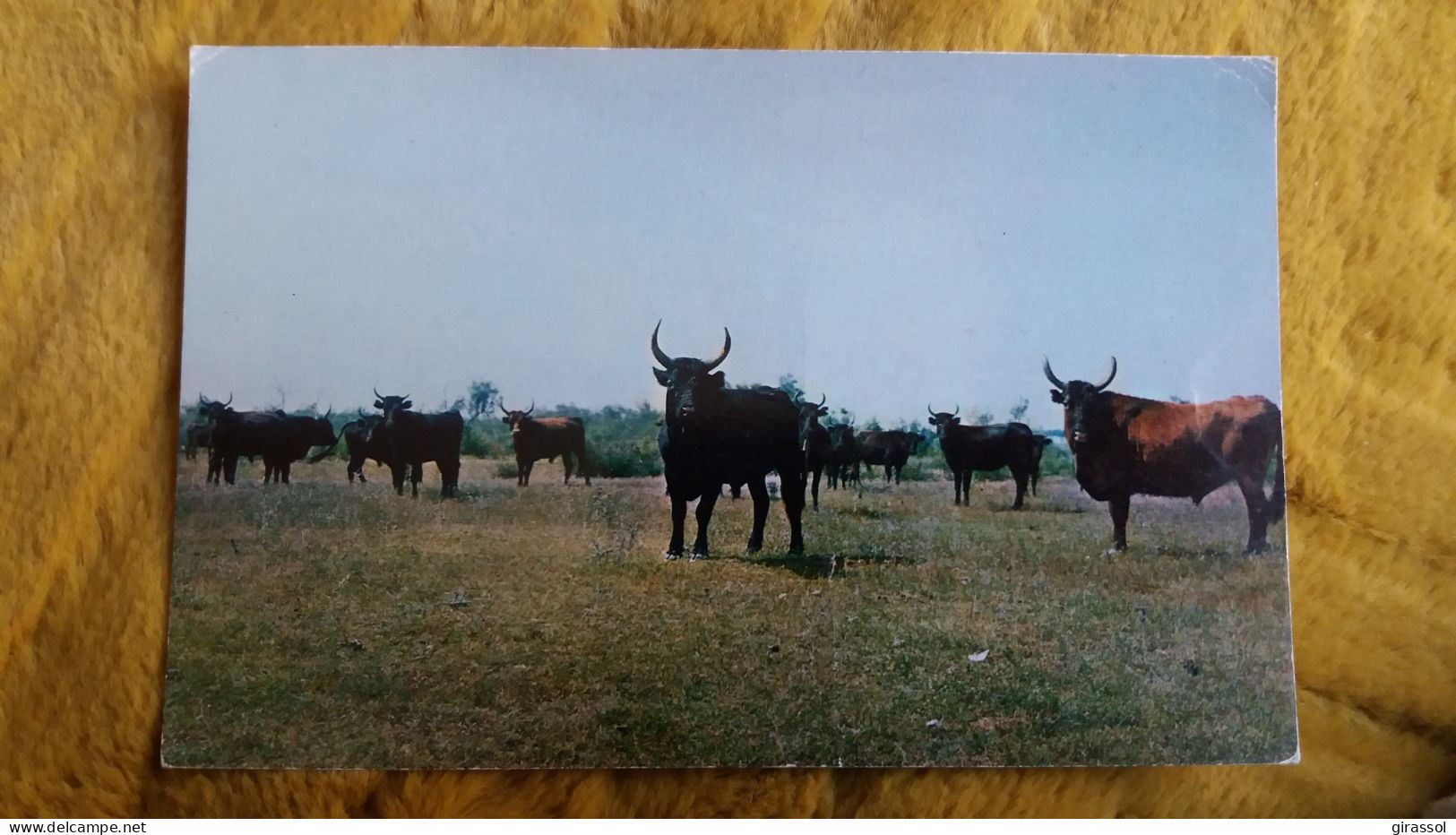 CPM TAUREAU TAUREAUX BELELS IMAGES DE CAMARGUE MANADE AVEC SES CELEBRES COCARDIERS JOFFRE ET LANCIER ED GAL - Toros