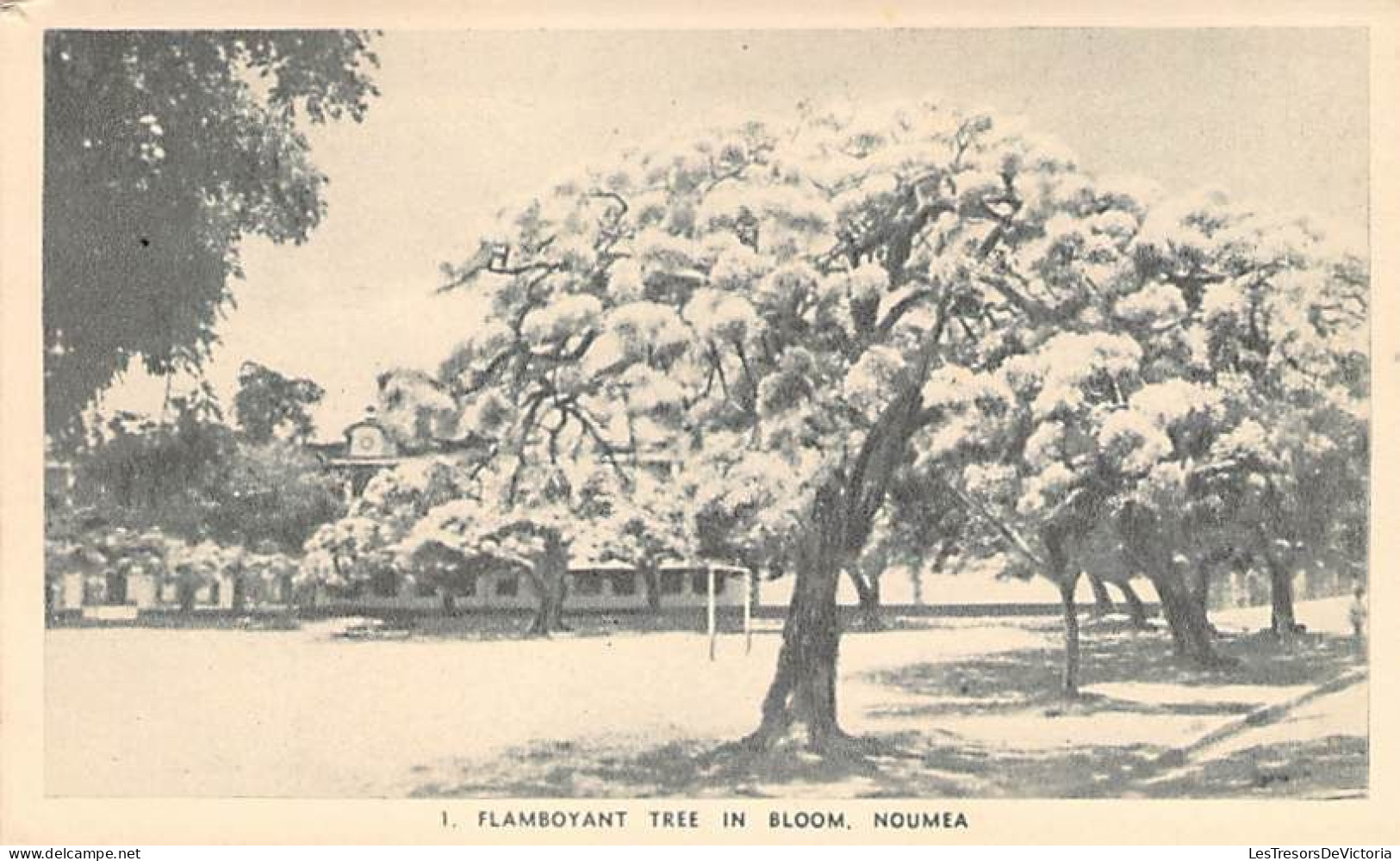 Nouvelle Calédonie - Flamboyant Tree In Bloom Nouméa - Arbre En Fleur  - Carte Postale Ancienne - Nouvelle-Calédonie