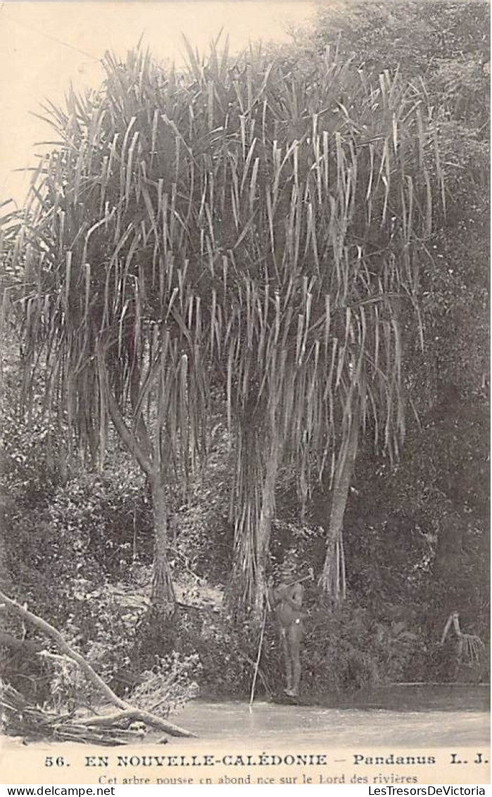 Nouvelle Calédonie - Pandanus - Cet Arbre Pousse En Abondance Sur Le Bord Des Rivières  - Carte Postale Ancienne - New Caledonia