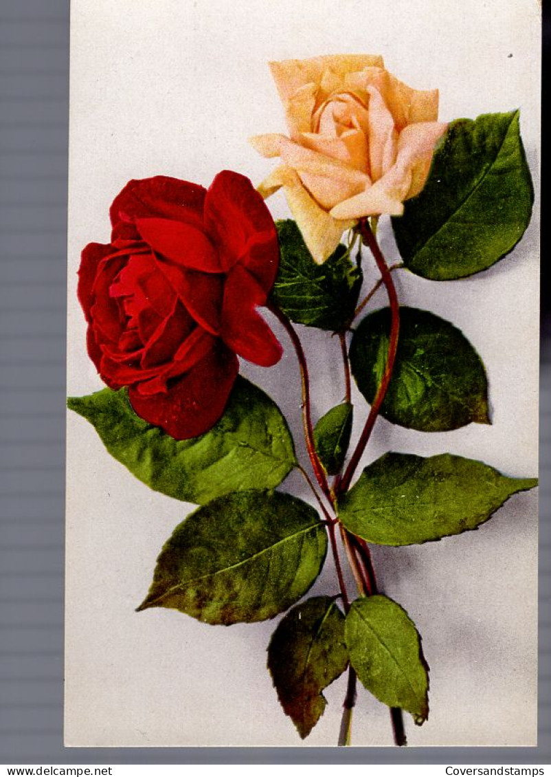 Rozen / Roses - Flores