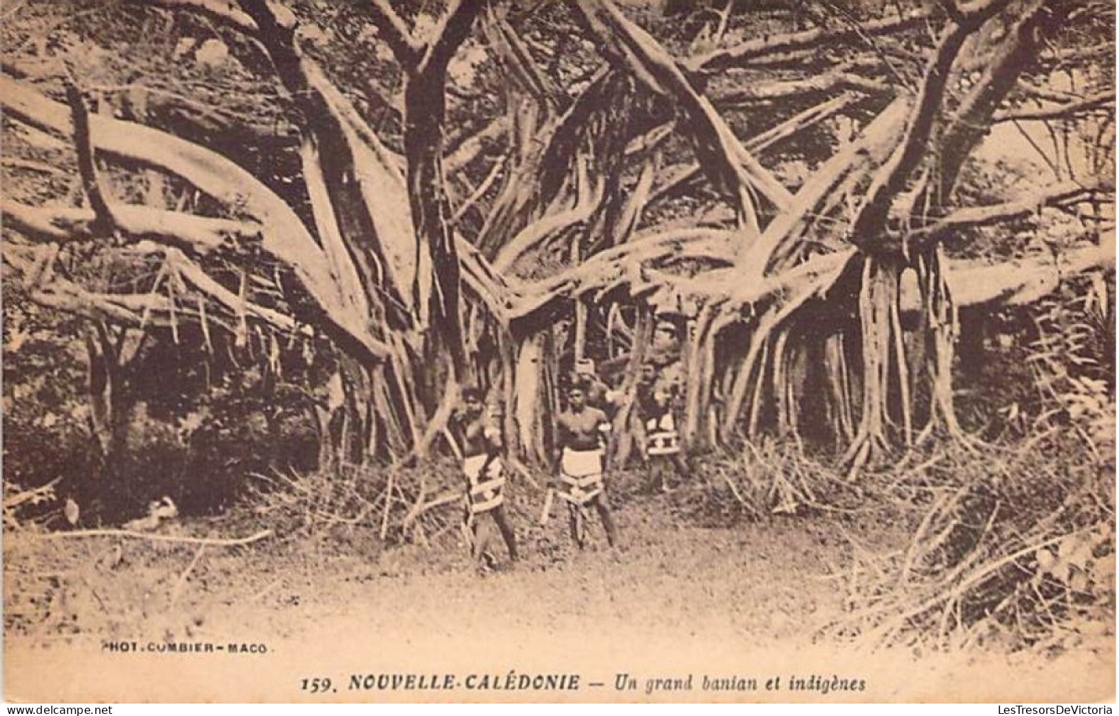 Nouvelle Calédonie - Un Grand Banian Et Indigènes - Curbier Maco - Animé - Carte Postale Ancienne - Nouvelle-Calédonie