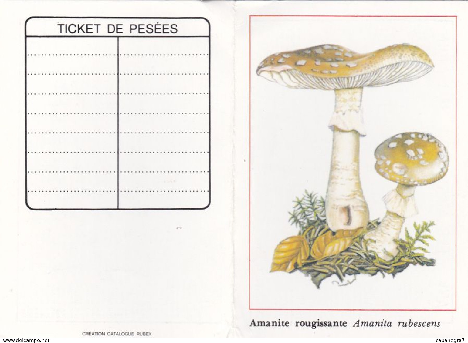 Amanita Rubescens, Mushroom, France, 1989 - Petit Format : 1991-00