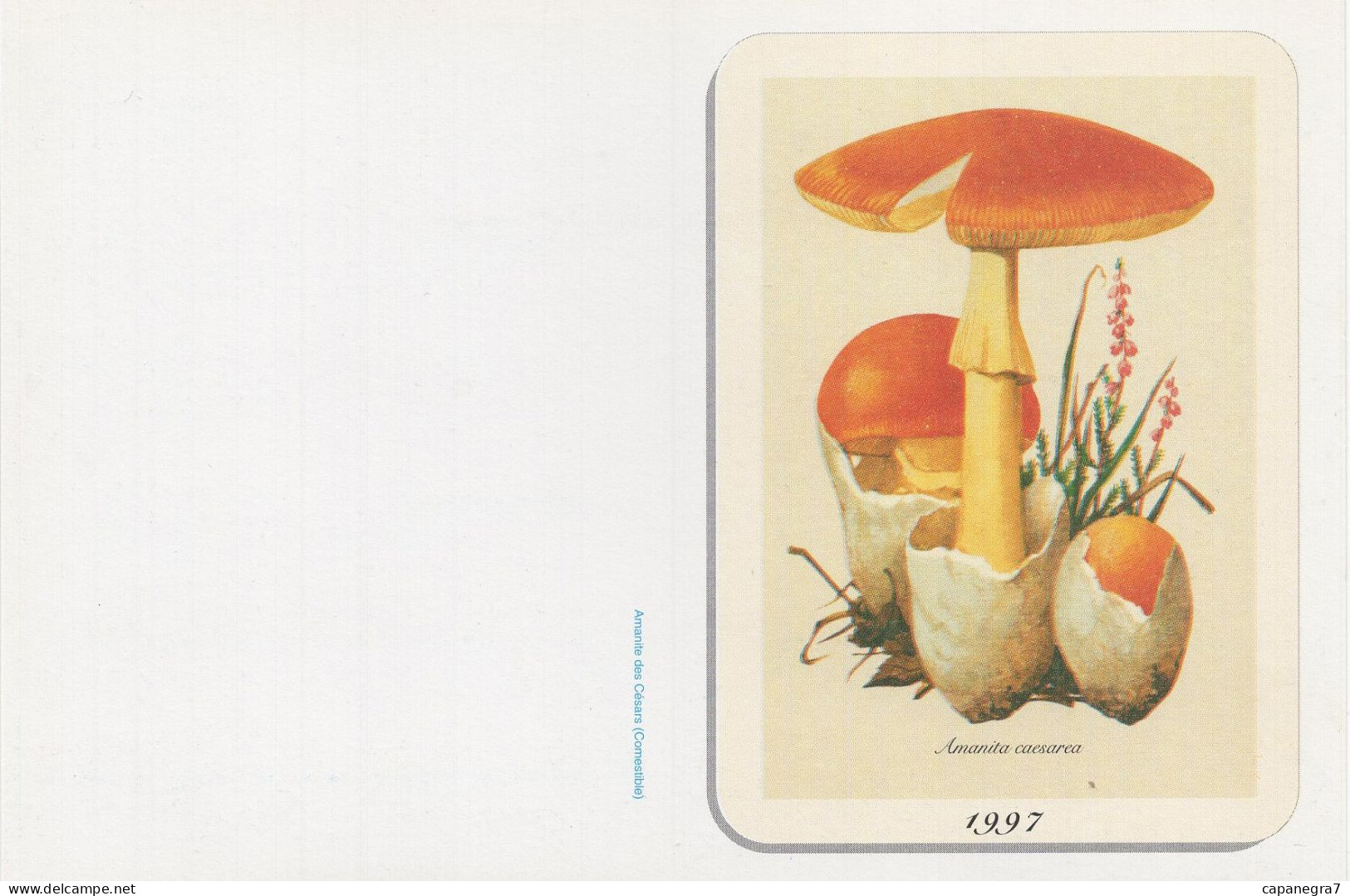 Amanita Casearea, Mushroom, France, 1997 - Small : 1991-00