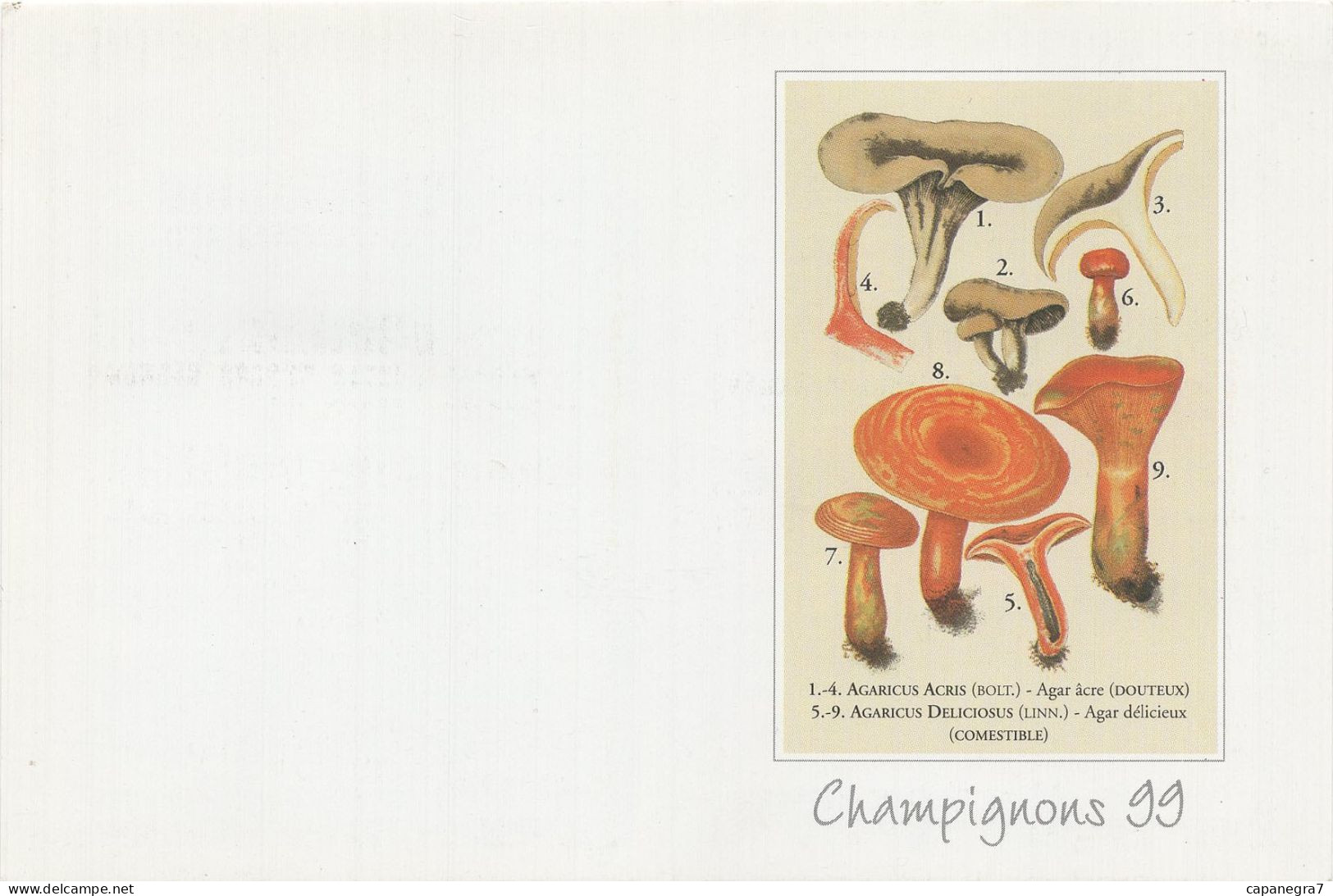 Lactarius Deliciosus, Mushroom, France, 1999 - Kleinformat : 1991-00