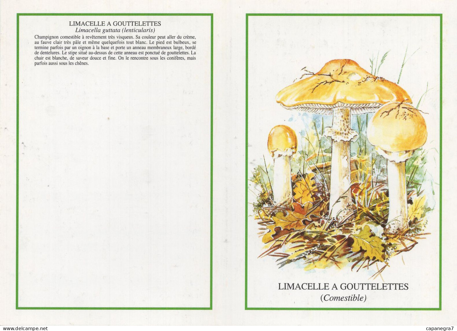 Limacella Guttata, Mushroom, France, 1999 - Small : 1991-00