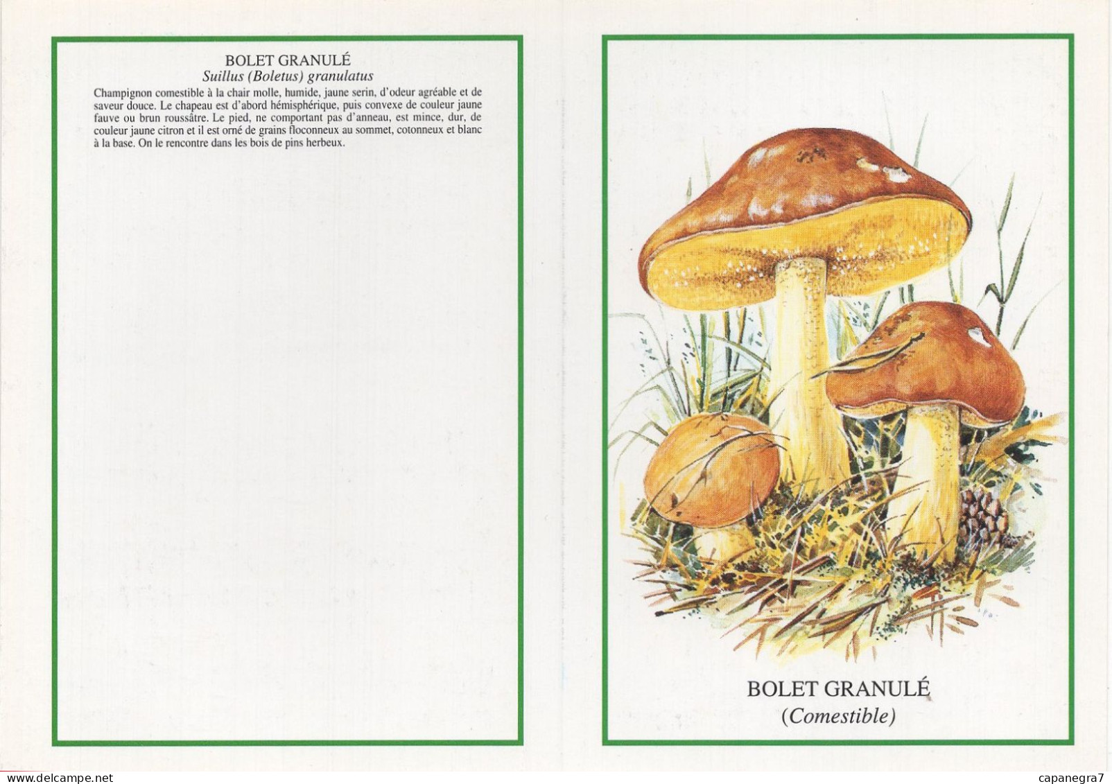 Suillus Granulatus, Mushroom, France, 1999 - Petit Format : 1991-00