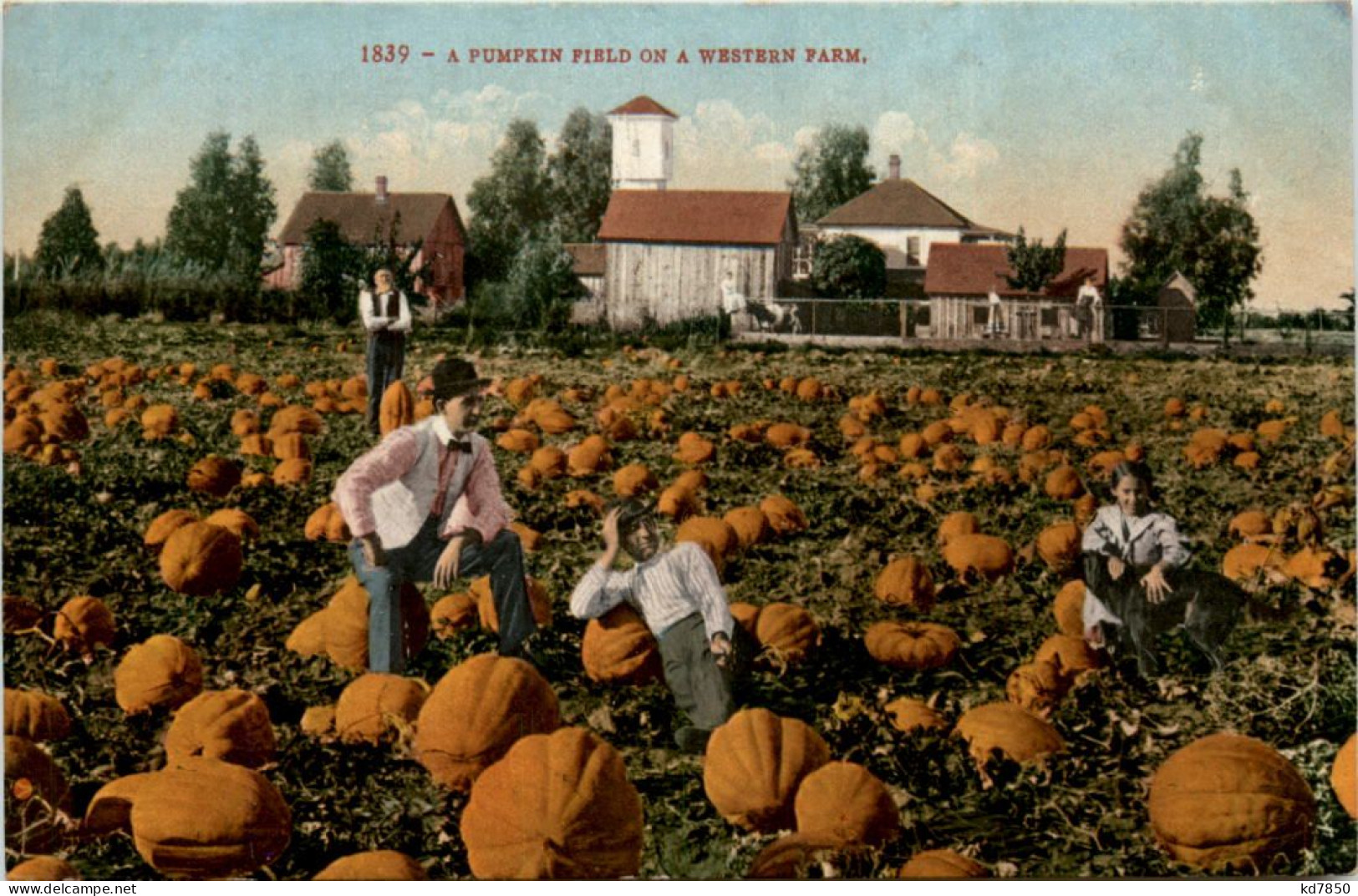 A Pumpkin Field On A Western Farm - Culturas