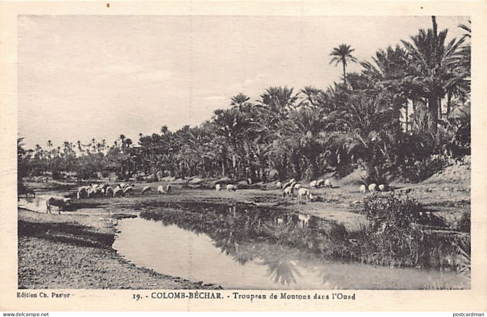 Algérie - COLOMB BÉCHAR - Troupeau De Moutons Dans L'Oued - Ed. Ch. Pastor 19 - Bechar (Colomb Béchar)