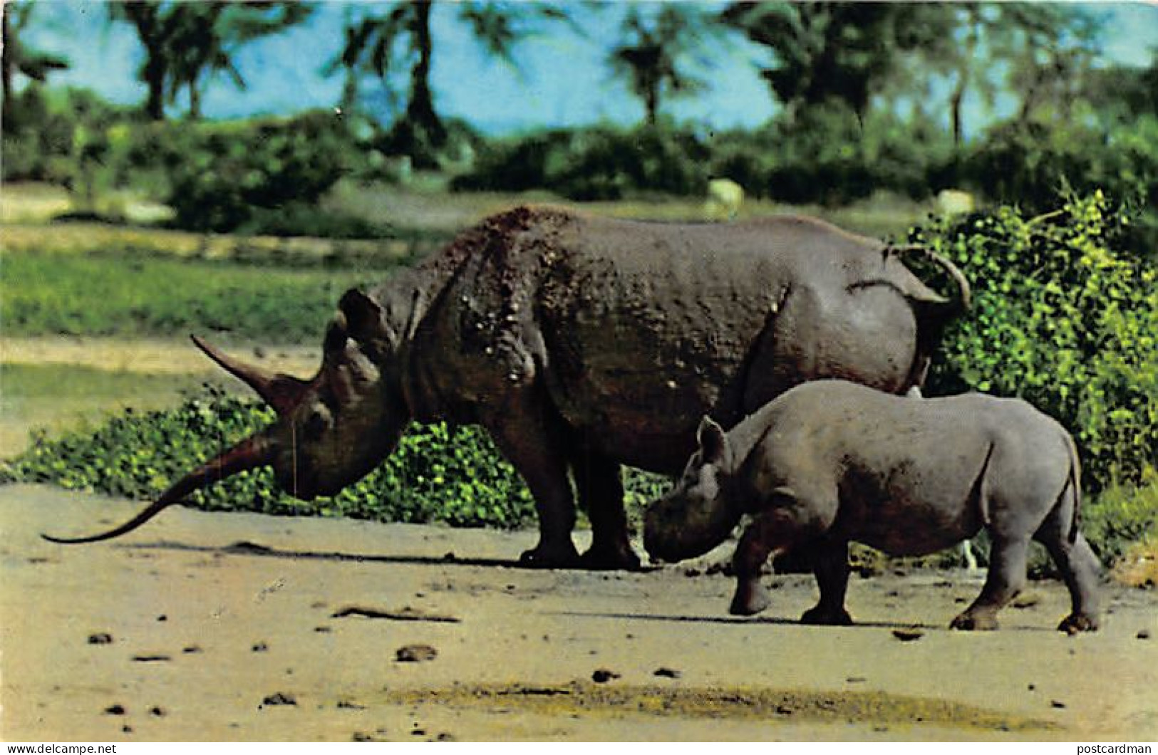 Kenya - African Wild Life - Rhinoceros - Publ. Sapra Studio 14 - Kenia