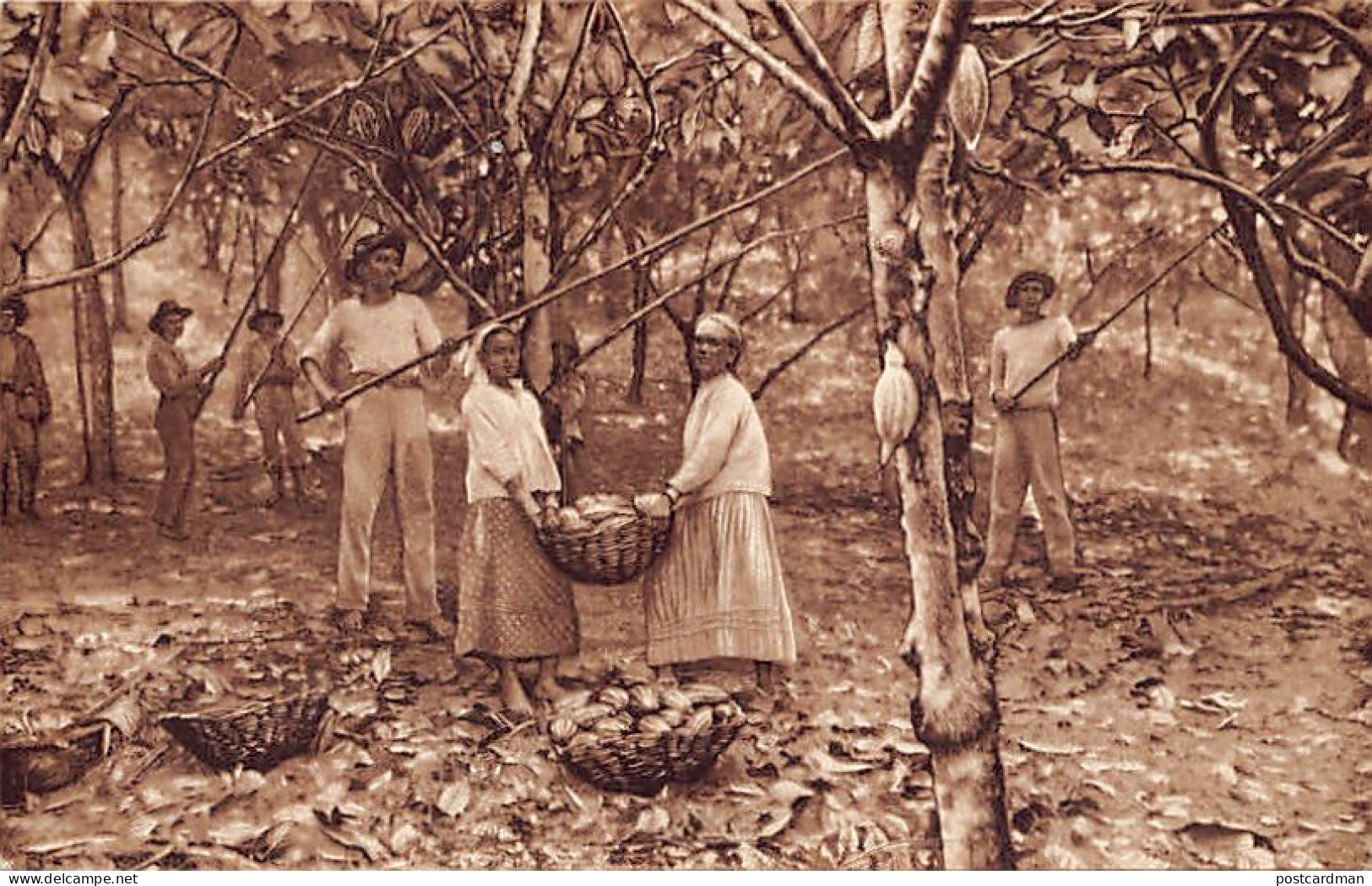 Trinidad - Picking The Ripe Cacao Pods And Collecting Them In Baskets - Publ. Joh. Gottl. Hauswaldt.  - Trinidad