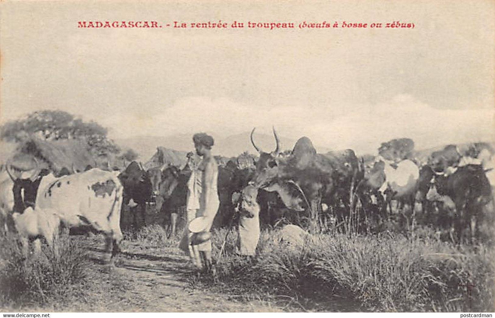 Madagascar - La Rentrée Du Troupeau (Zébus) - Ed. Inconnu  - Madagascar