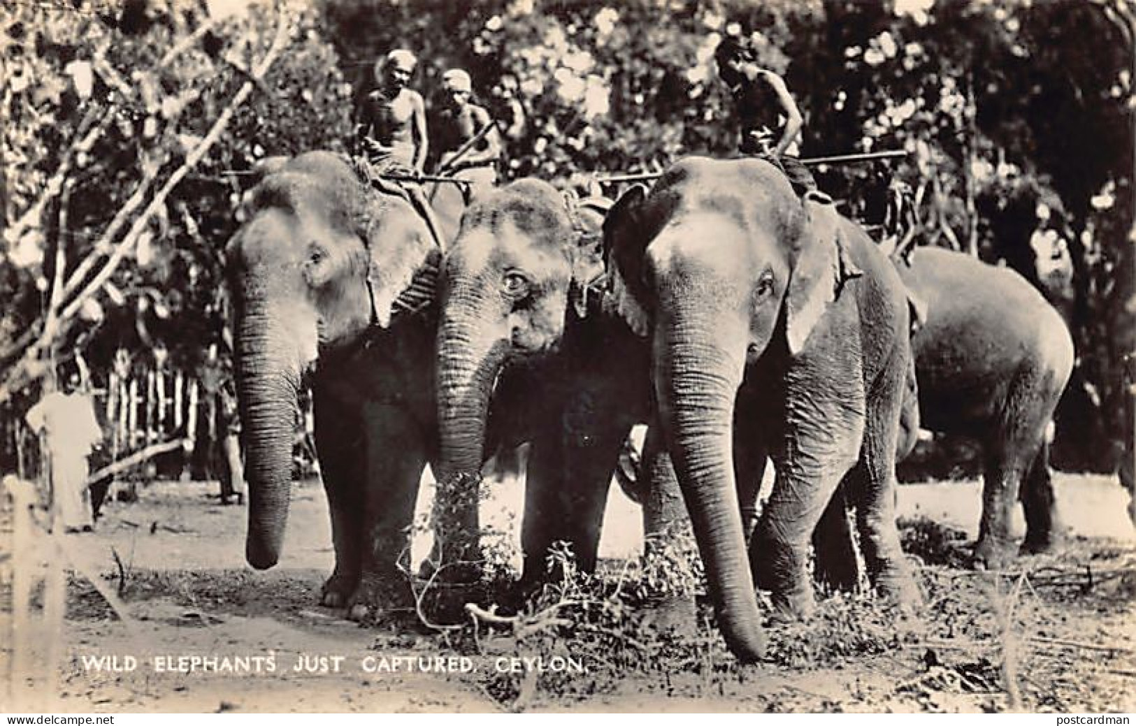 Sril Lanka - Wild Elephants Just Captured - REAL PHOTO - Publ. Plâté Ltd. 43 - Sri Lanka (Ceylon)